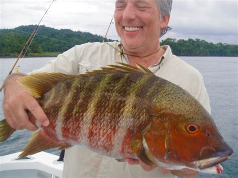 Mexican barred snapper .